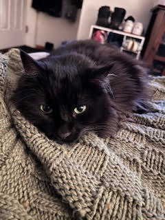 Mila, an adoptable Domestic Long Hair, Domestic Short Hair in Gwinn, MI, 49841 | Photo Image 3