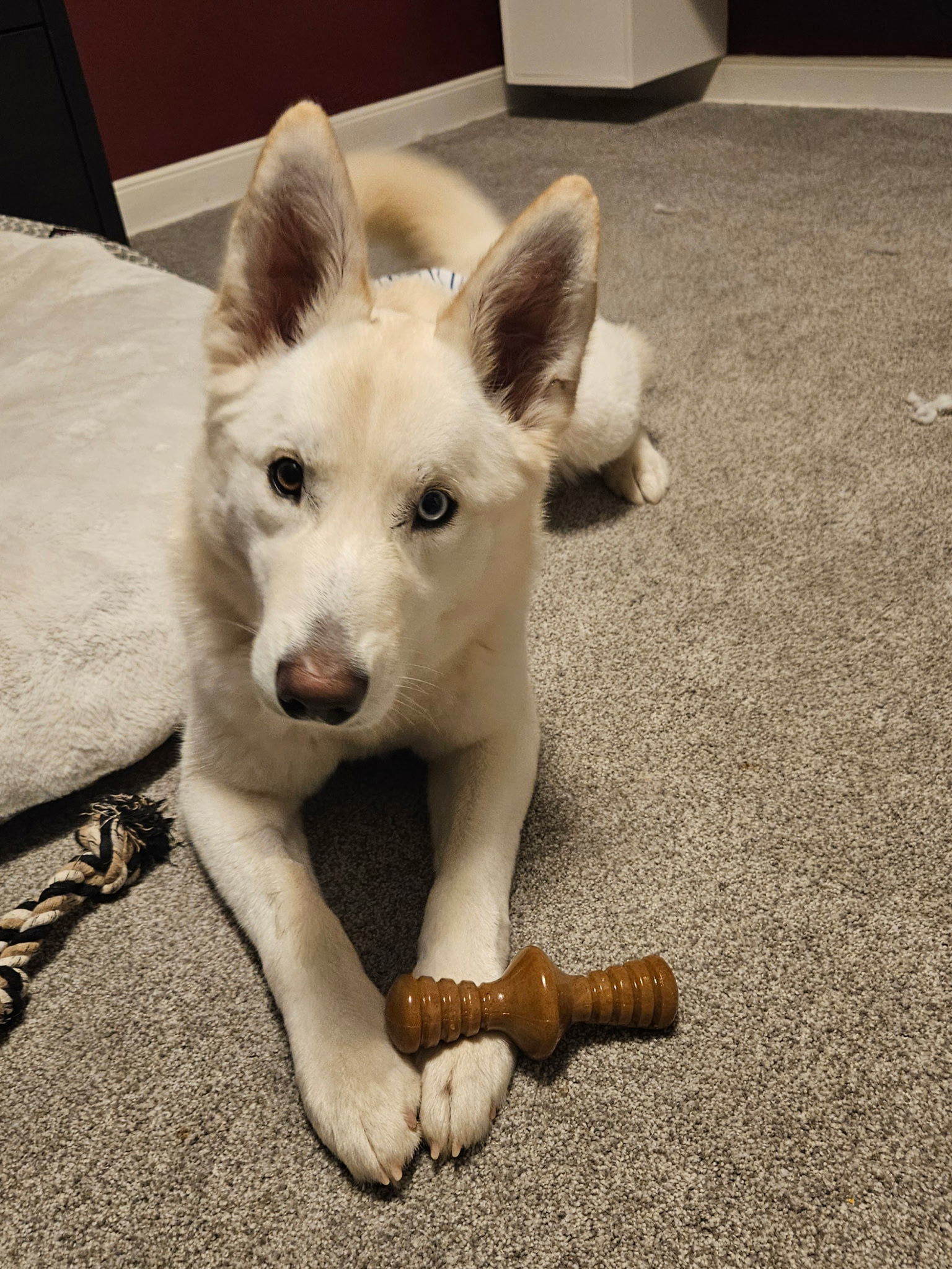 Rex