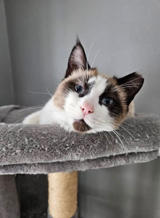 Ferrari *PENDING ADOPTION*