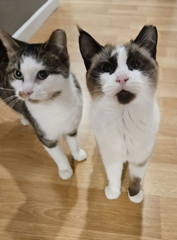 Ferrari *PENDING ADOPTION*