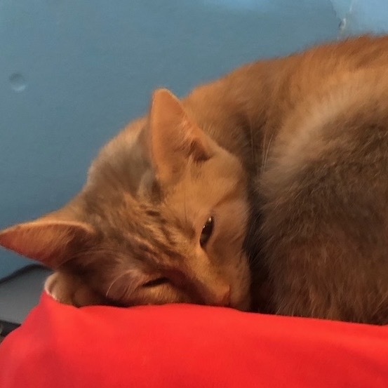 Stella