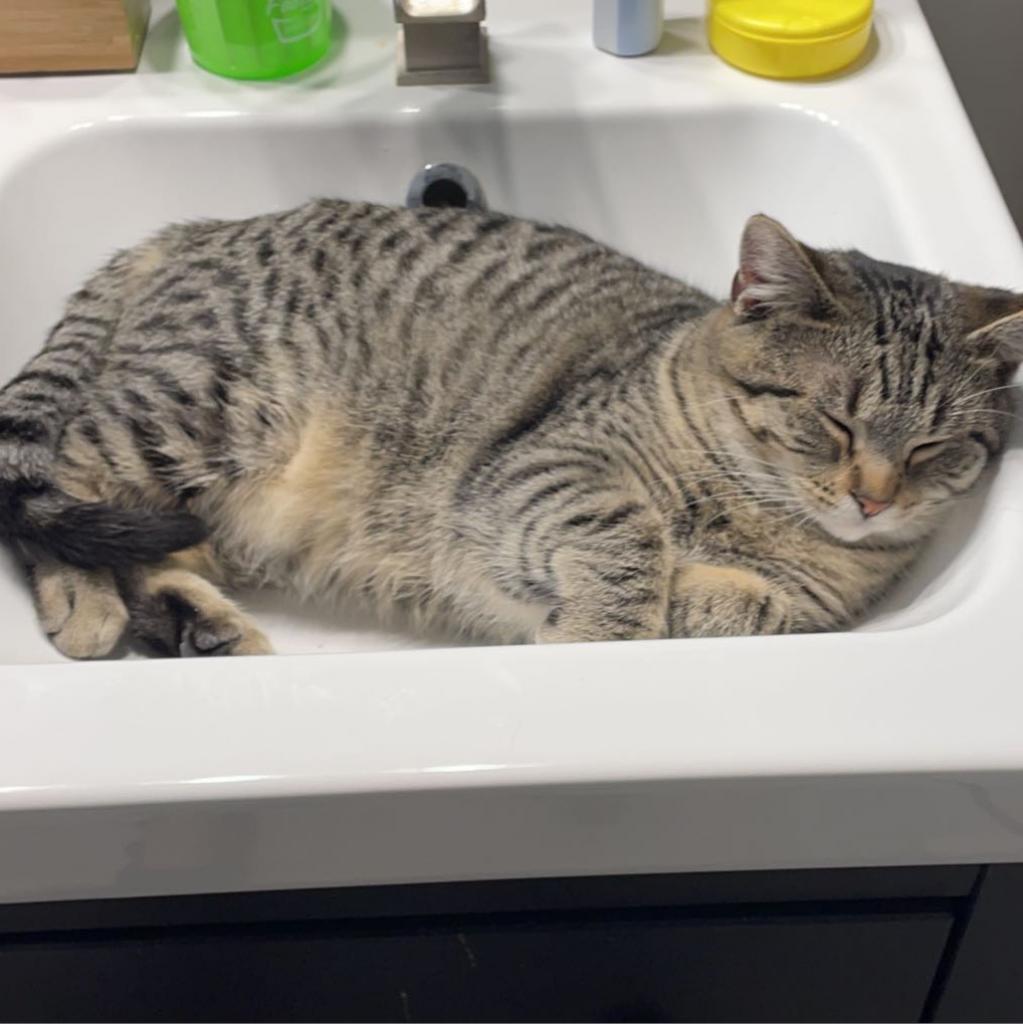 Maxwell