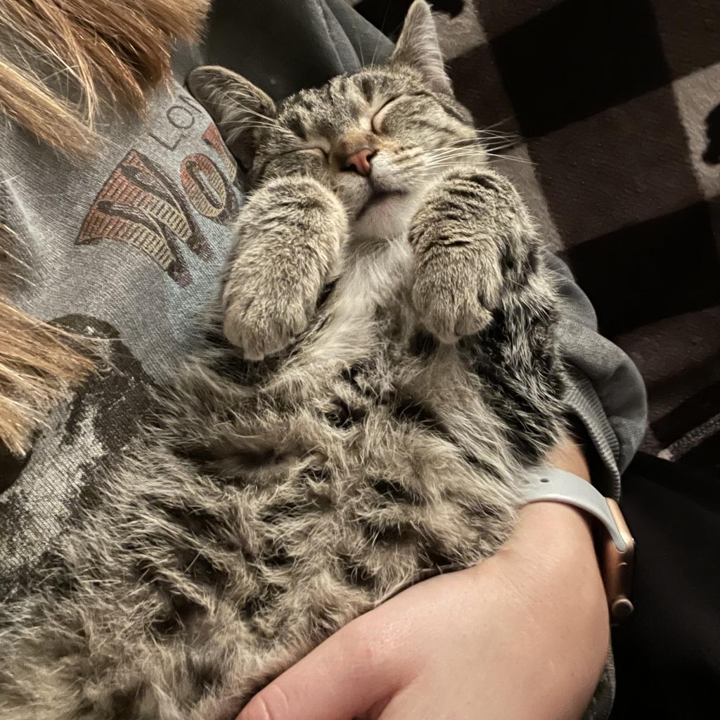 Maxwell