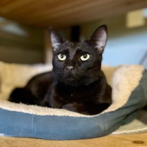 Cesium Domestic Short Hair Cat
