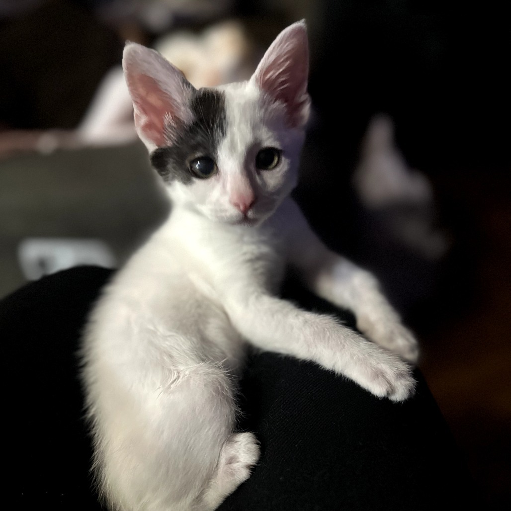 Tiny Tim