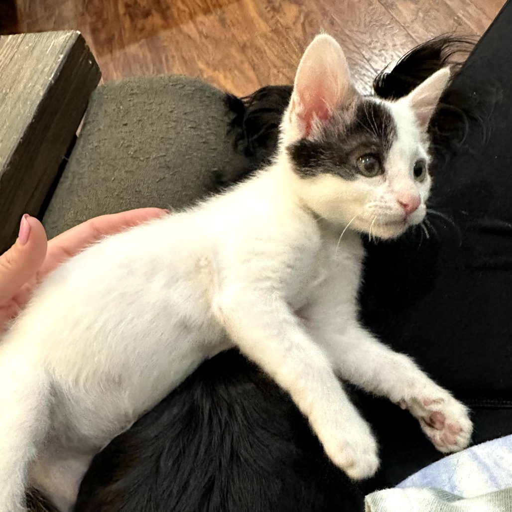 Tiny Tim