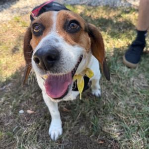 Meet Honey SFBRs newest sweetheart This chunky 4-year-old female beagle is a total cuddlebug loo
