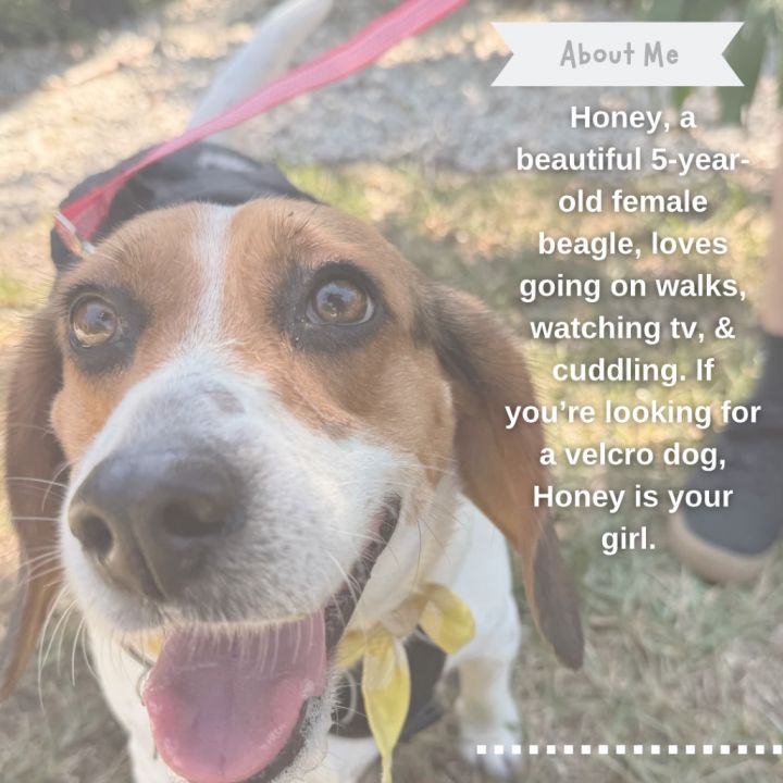 Honey 6