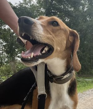 Elvis