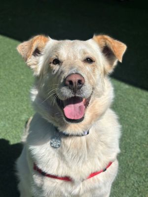 Hi Im Blanca-a five-year-old Cattle Dog mix with brains loyalty and just the right amount of sas