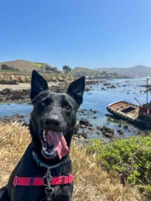 Mamba Labrador Retriever Dog