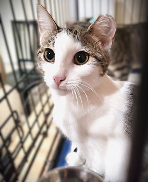 Viceroy, Baby Female Domestic Short Hair