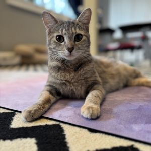 Catalina, Young Female Domestic Short Hair