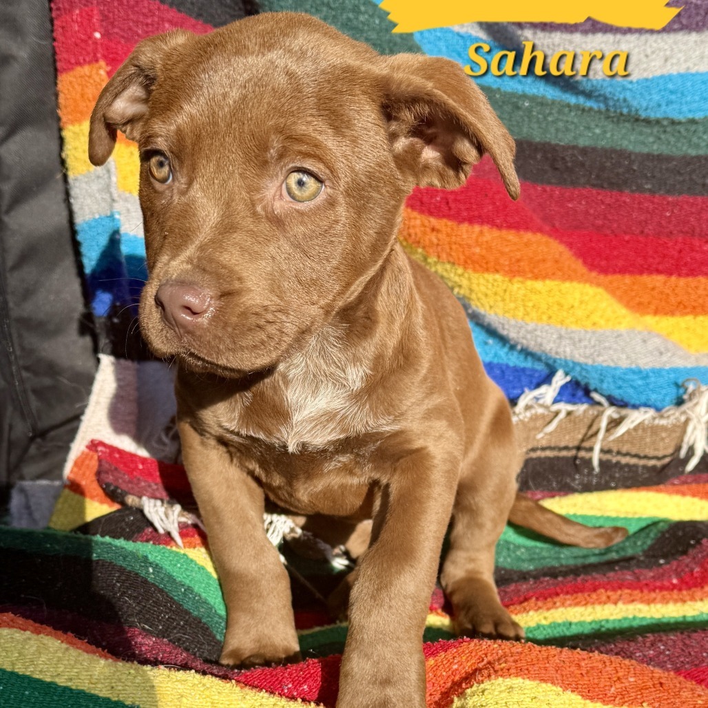 Sahara