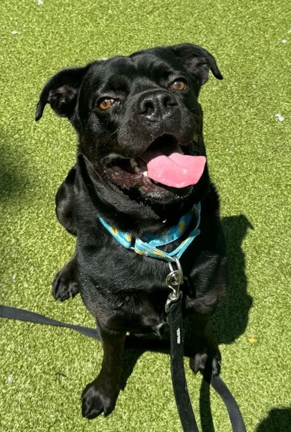 Mowgli