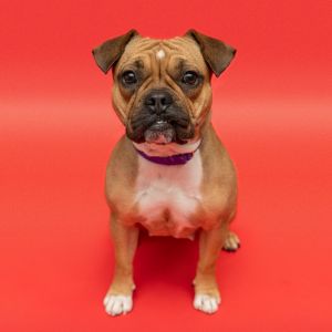 Lucille has spent the last few weeks nursing and raising her little pups and is finally ready for a 