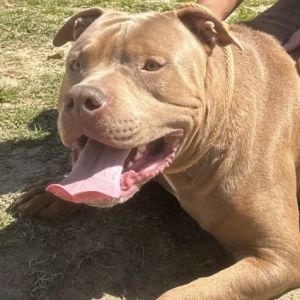 This big boy is the epitome of sweet and playful He loves to be with his person and is a