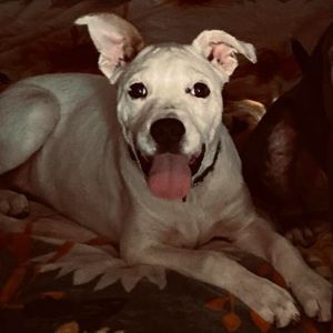 Good afternoon my name is Kane and I am the bestest boy My rescue mom says I am a special