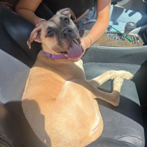 Everyone meet Lila Lou This adorable girl is around 2 years old and a total love bug Lila Lou is