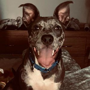 Hey yall Rex here So they say there is a furever family out there for every pup and I need