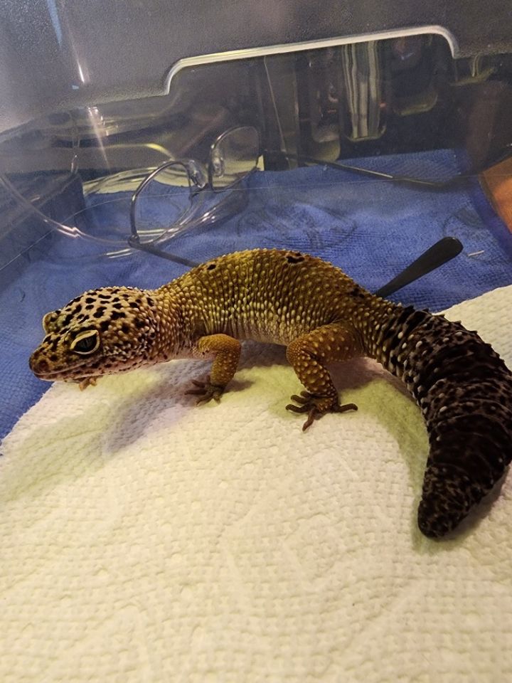 Leopard 2