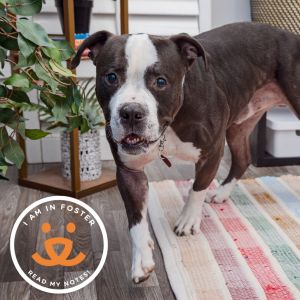 Meet Hamlin a cheerful and sweet 7-year-old whos always got a smile on his face He loves meeting 