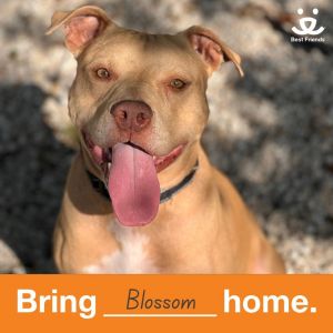Blossom