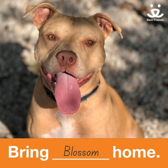 Blossom