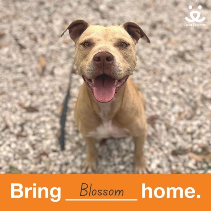Blossom 4