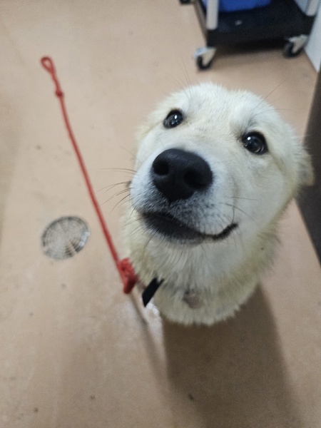 Echo