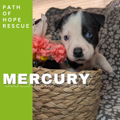 Mercury