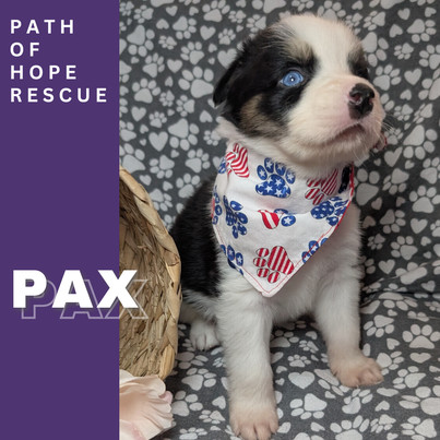 Pax