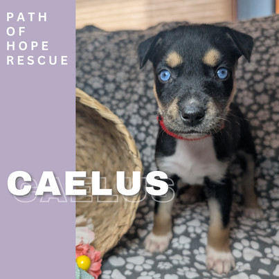 Caelus