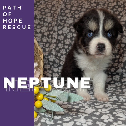 Neptune