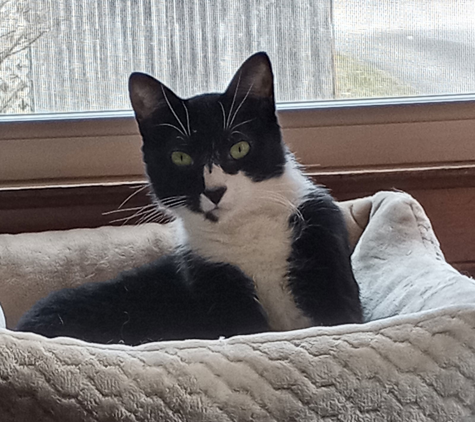 Juliet, an adoptable Domestic Short Hair, Tuxedo in Traverse City, MI, 49686 | Photo Image 1