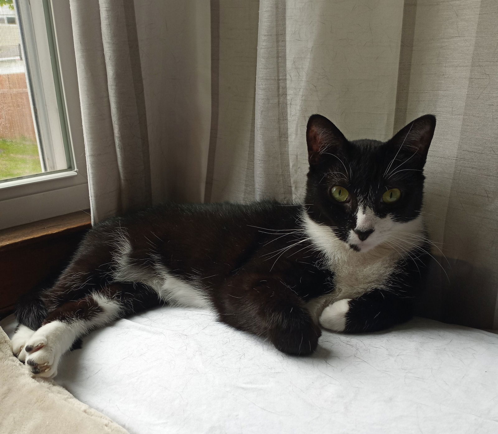 Juliet, an adoptable Domestic Short Hair, Tuxedo in Traverse City, MI, 49686 | Photo Image 1