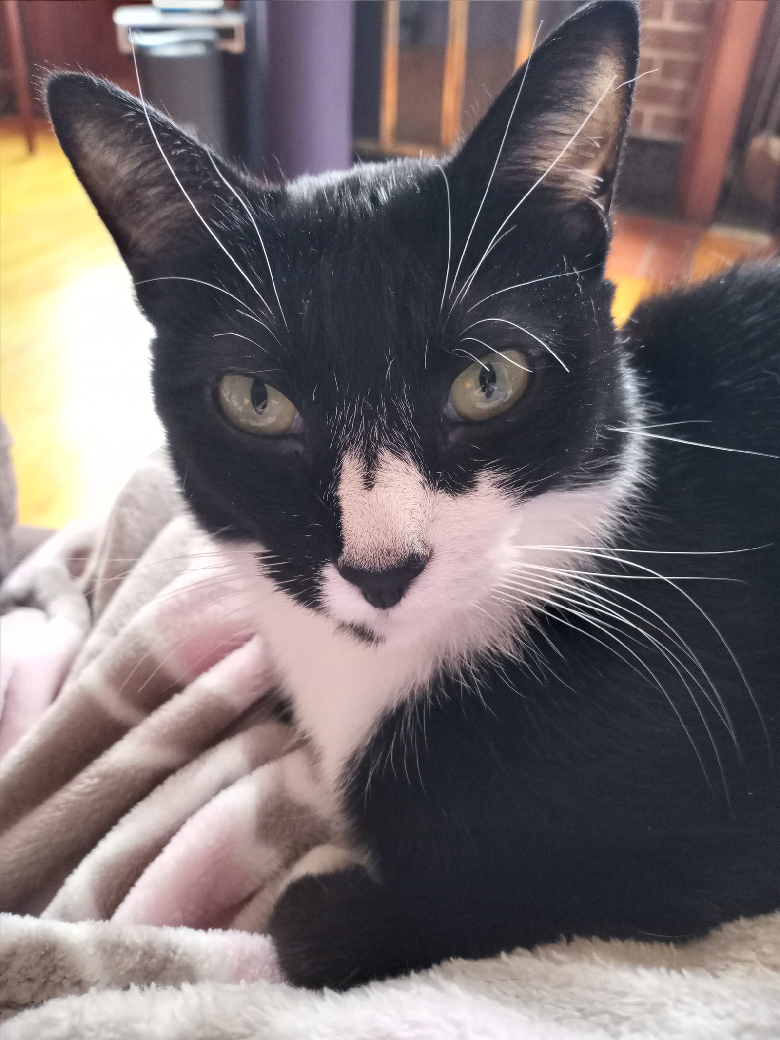 Juliet, an adoptable Domestic Short Hair, Tuxedo in Traverse City, MI, 49686 | Photo Image 2