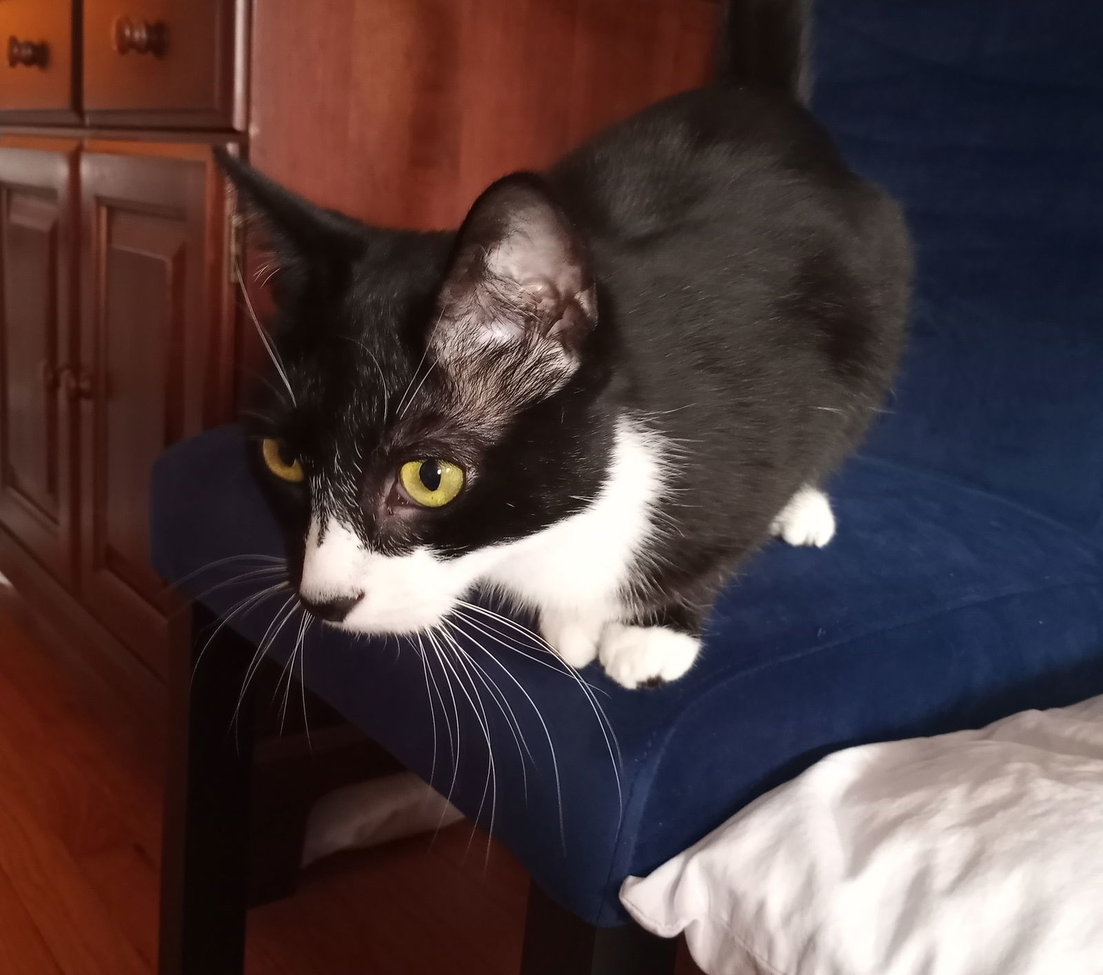 Juliet, an adoptable Domestic Short Hair, Tuxedo in Traverse City, MI, 49686 | Photo Image 3