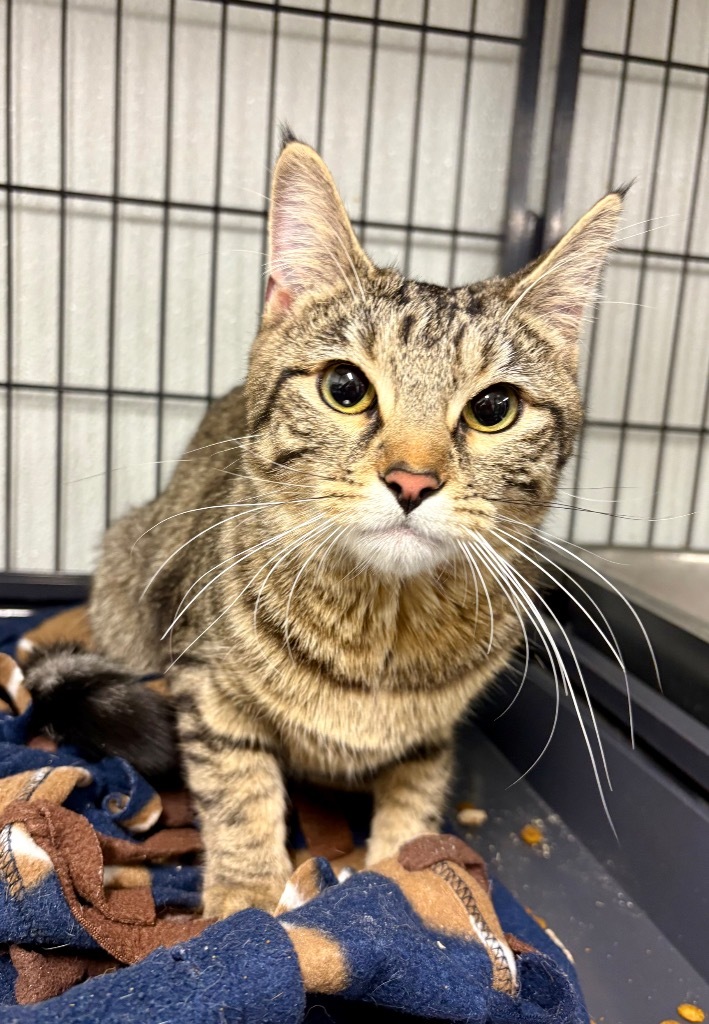 Holly, an adoptable Domestic Medium Hair in Rock Springs, WY, 82901 | Photo Image 1