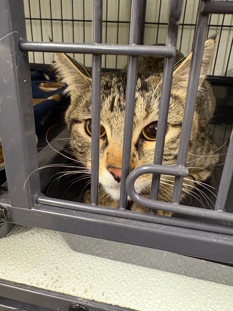 Holly, an adoptable Domestic Medium Hair in Rock Springs, WY, 82901 | Photo Image 2