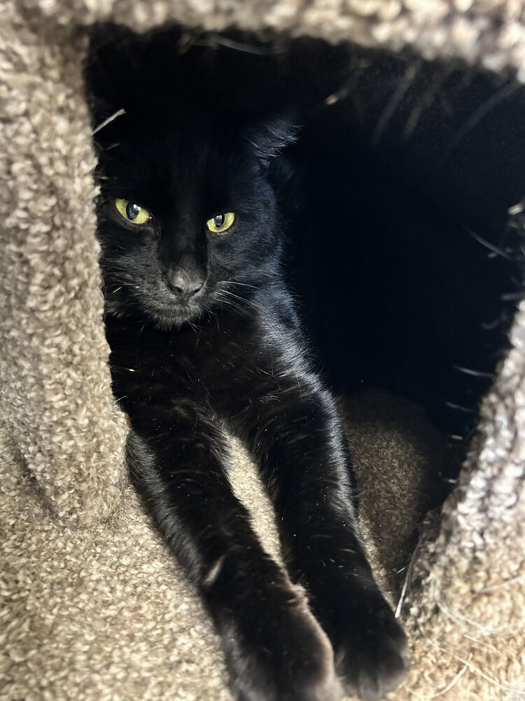Onyx