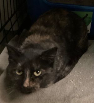 GEORGINA, Adult Female Domestic Short Hair