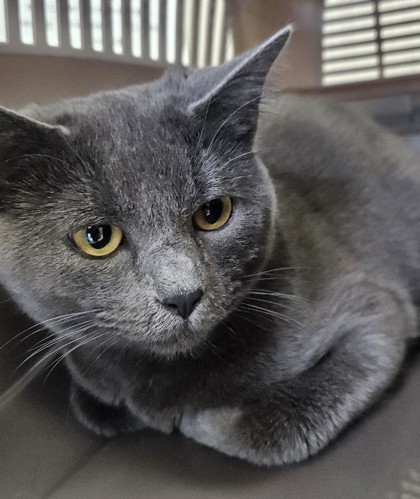 Gracie, an adoptable Domestic Short Hair in Pendleton, OR, 97801 | Photo Image 1