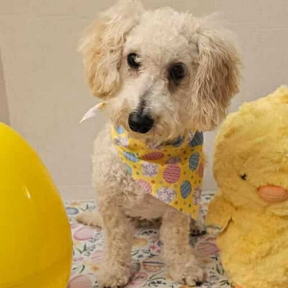 Ozzie (Dallas)