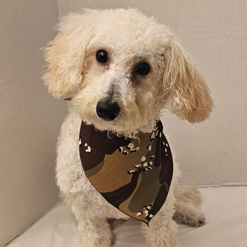 Ozzie (Dallas)