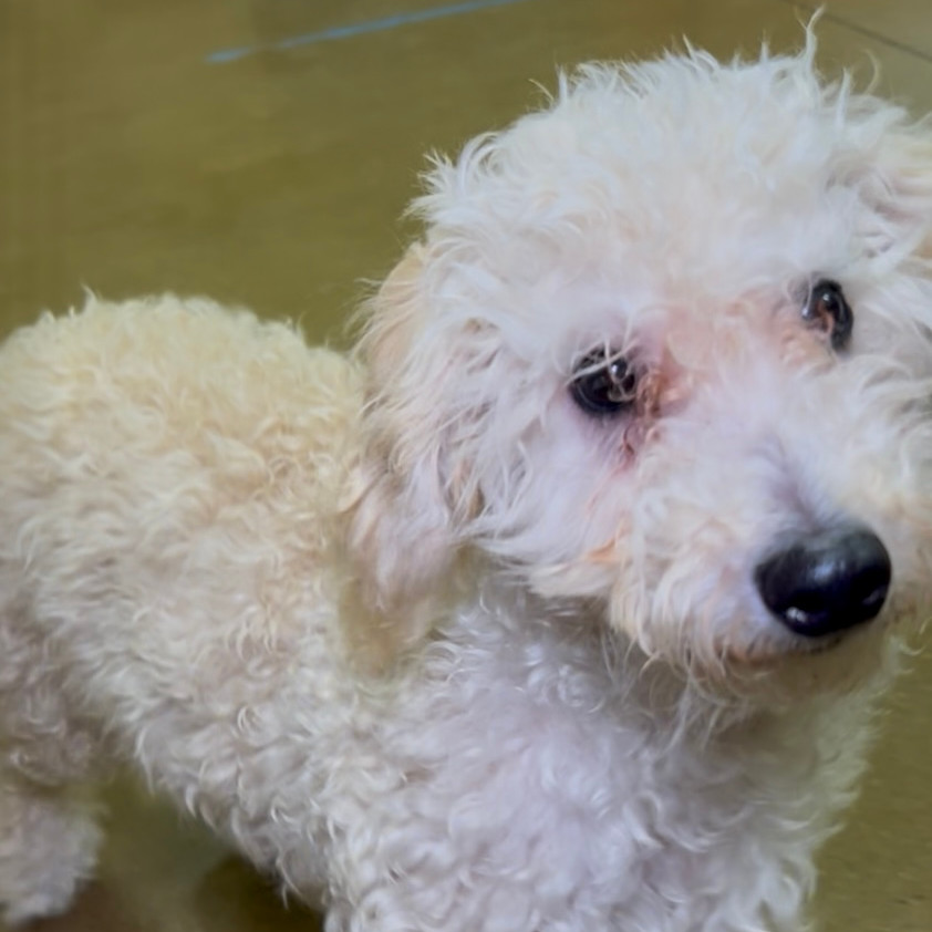 Ozzie (Dallas)