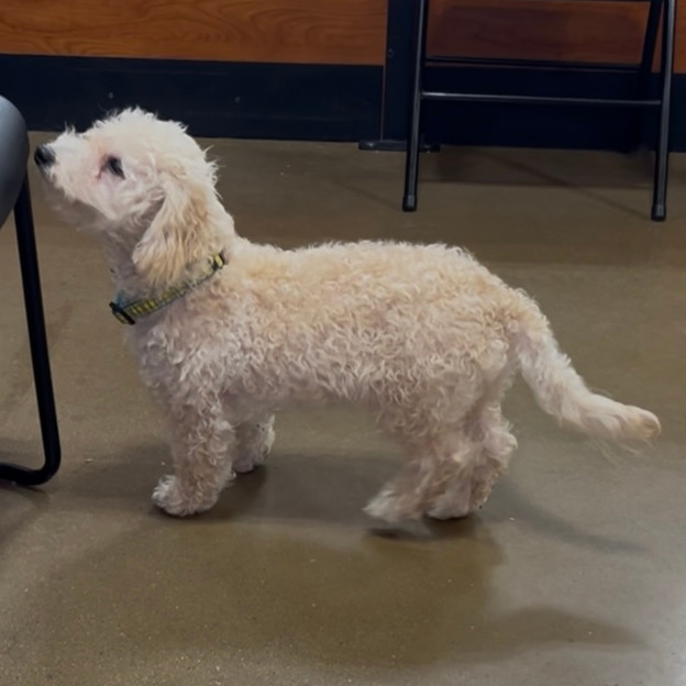 Ozzie (Dallas)
