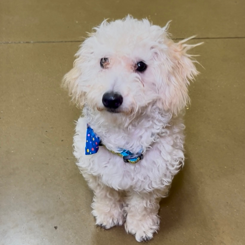 Ozzie (Dallas)