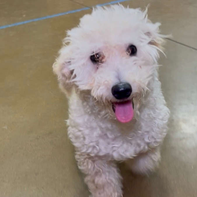 Ozzie (Dallas)