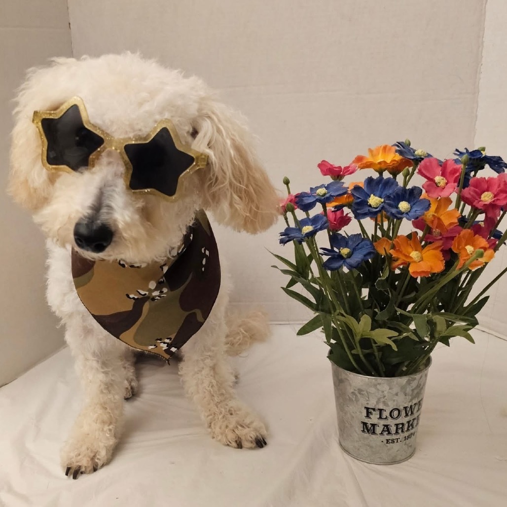 Ozzie (Dallas)